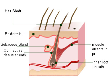 Hair Details